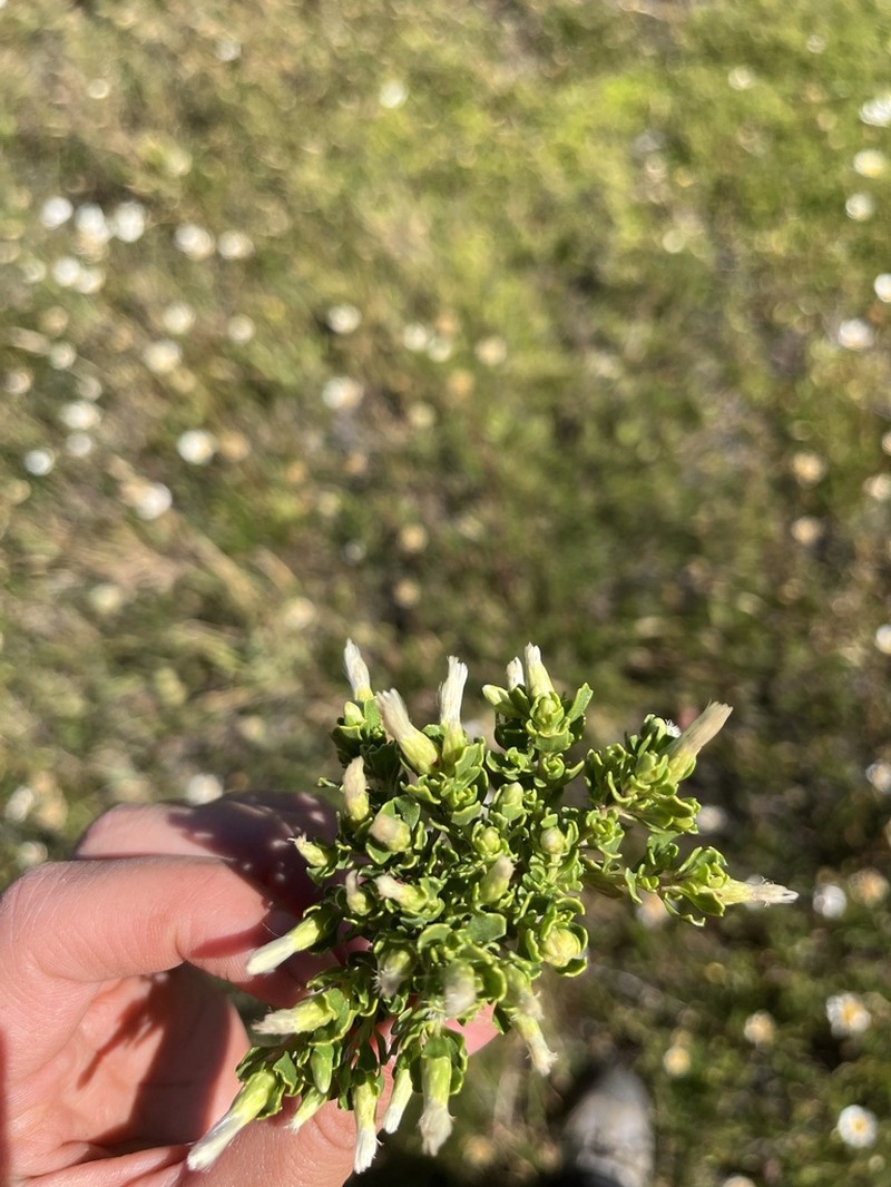 Baccharis lycioides
