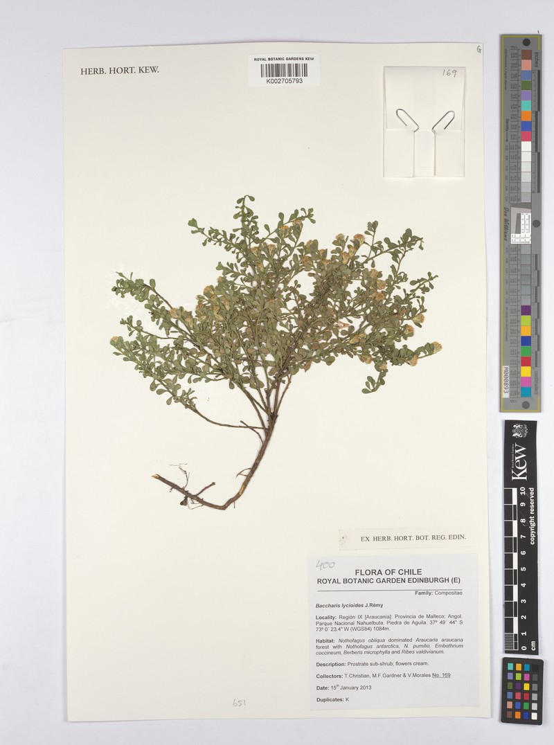 Baccharis lycioides photo 2