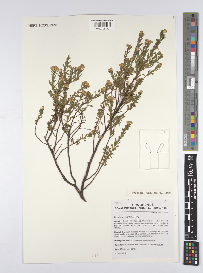 Baccharis lycioides photo 3
