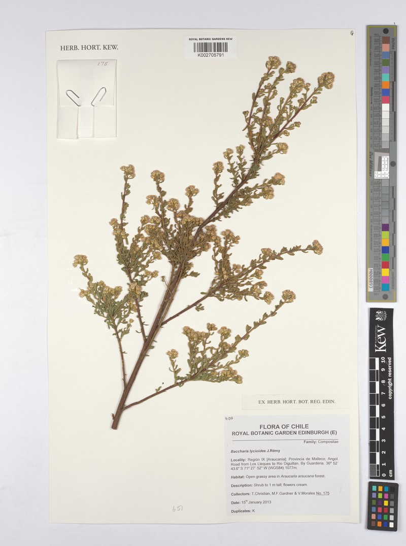 Baccharis lycioides photo 4