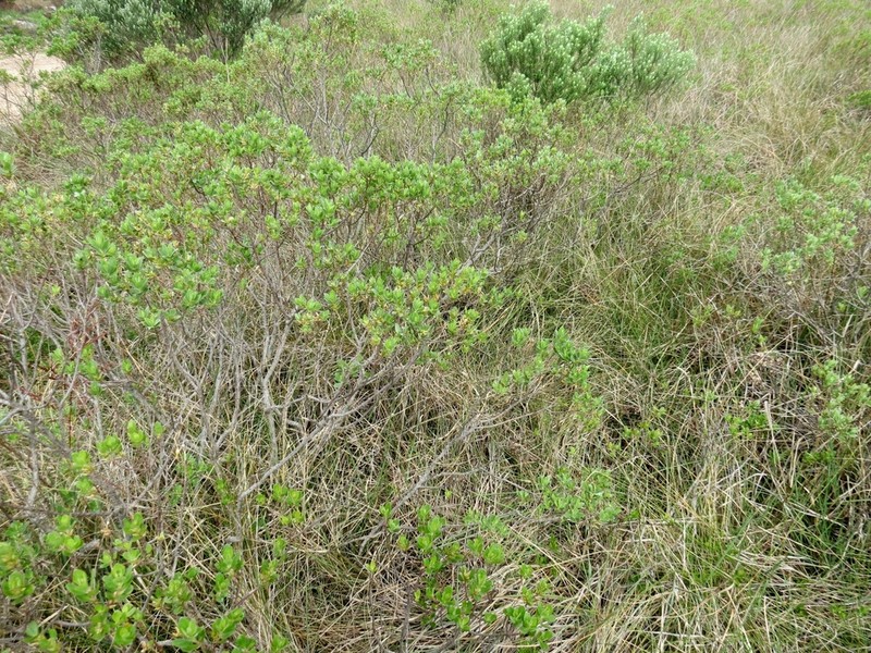 Baccharis lymanii photo 2
