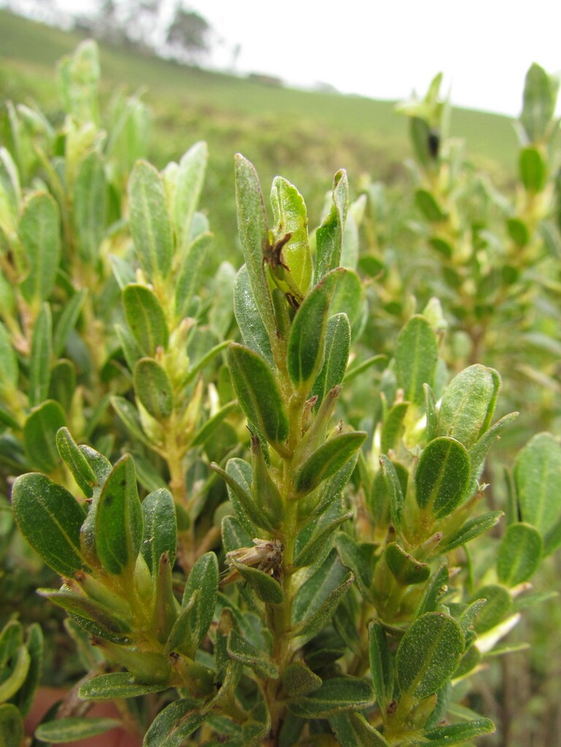 Baccharis lymanii photo 3