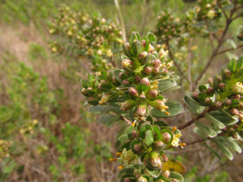Baccharis lymanii photo 4