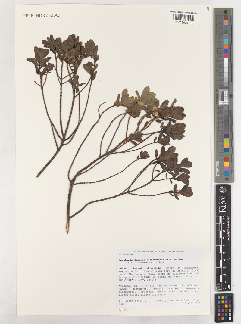 Baccharis lymanii photo 7