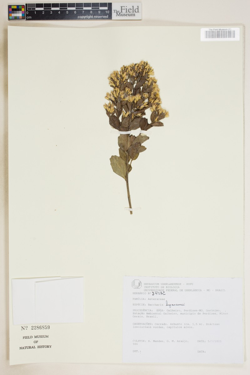 Baccharis lymanii photo 8
