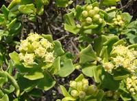 Baccharis macraei