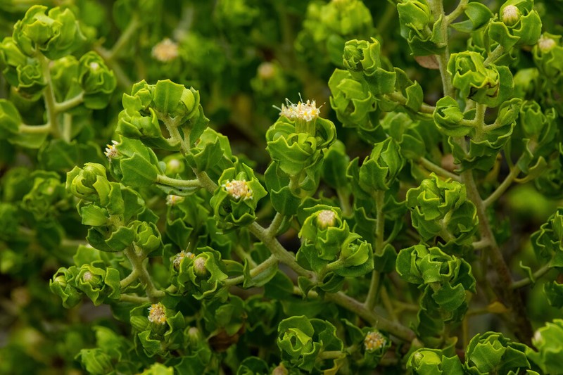 Baccharis macraei photo 3