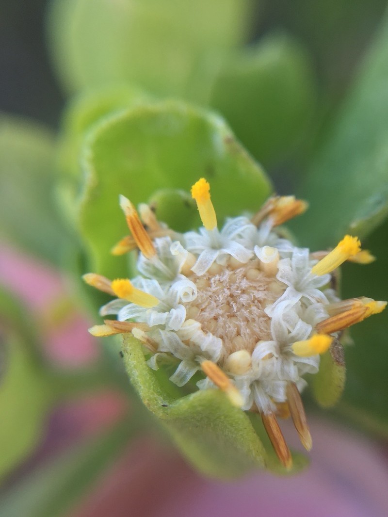 Baccharis macraei photo 4