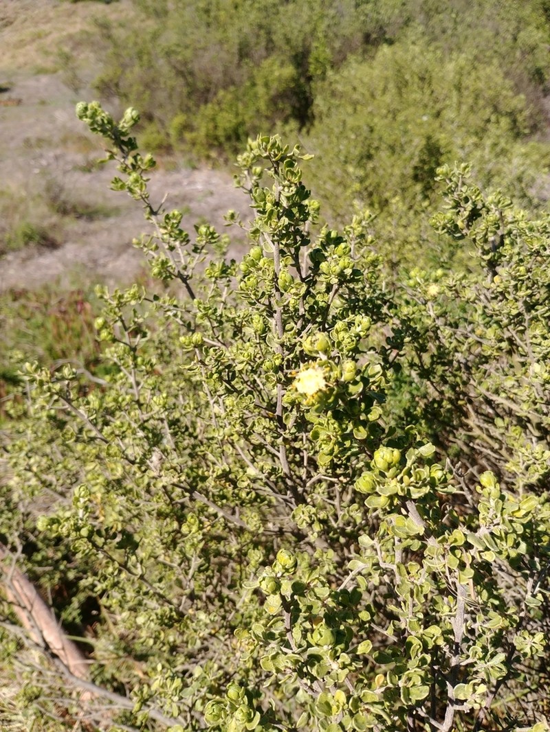 Baccharis macraei photo 5