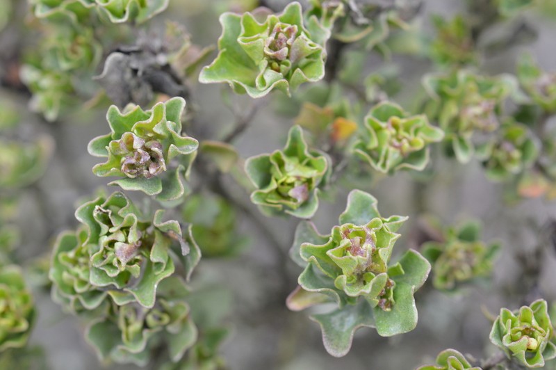 Baccharis macraei photo 6