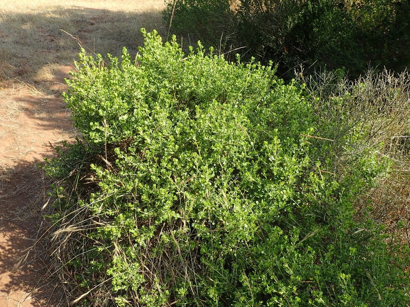Baccharis macraei photo 7