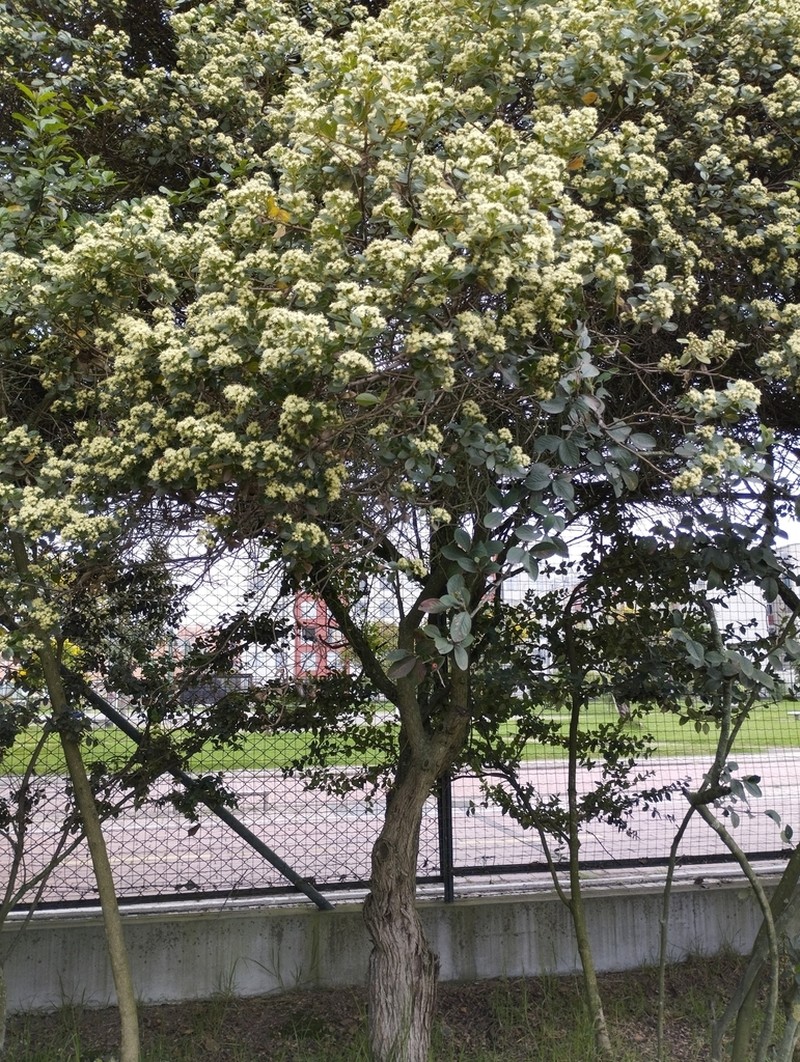 Baccharis macrantha photo 2