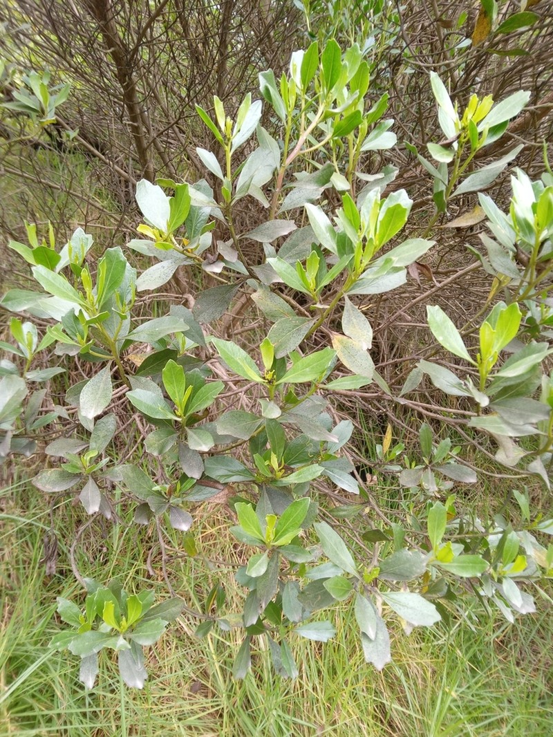 Baccharis macrantha photo 4