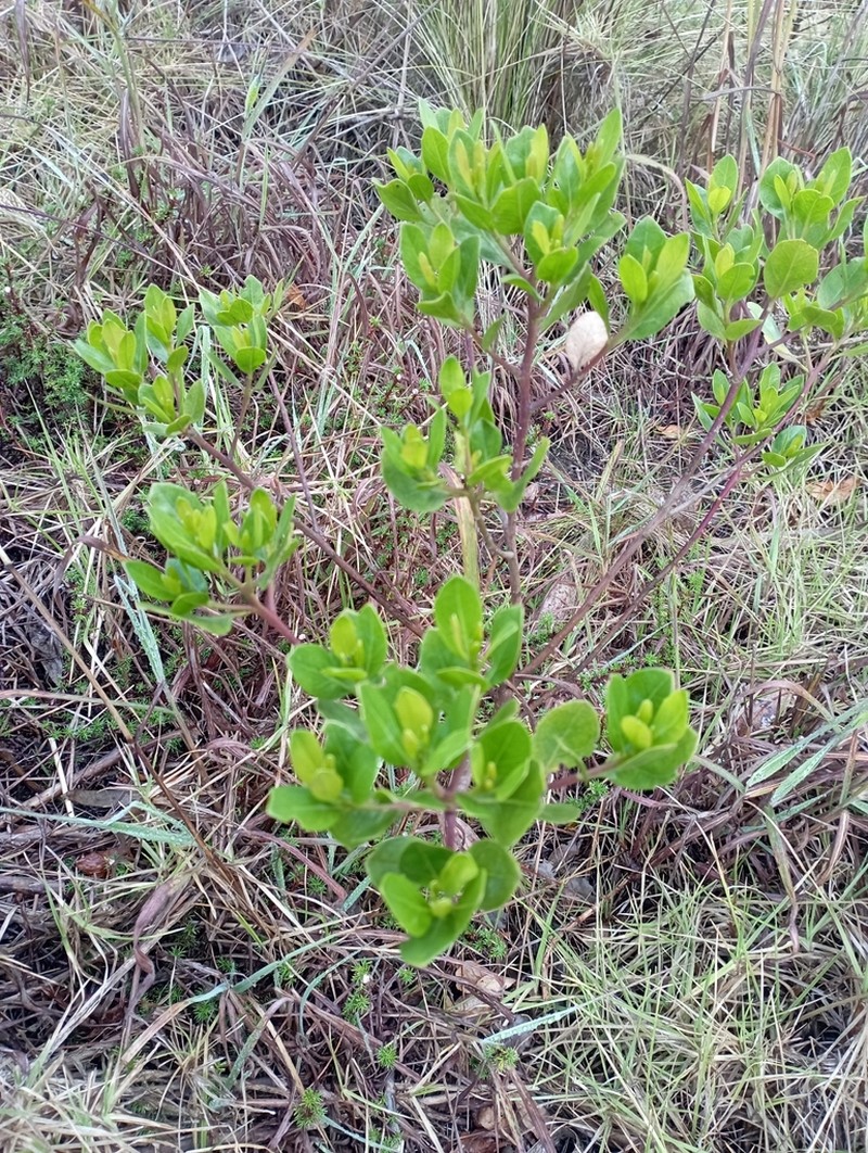 Baccharis macrantha photo 5