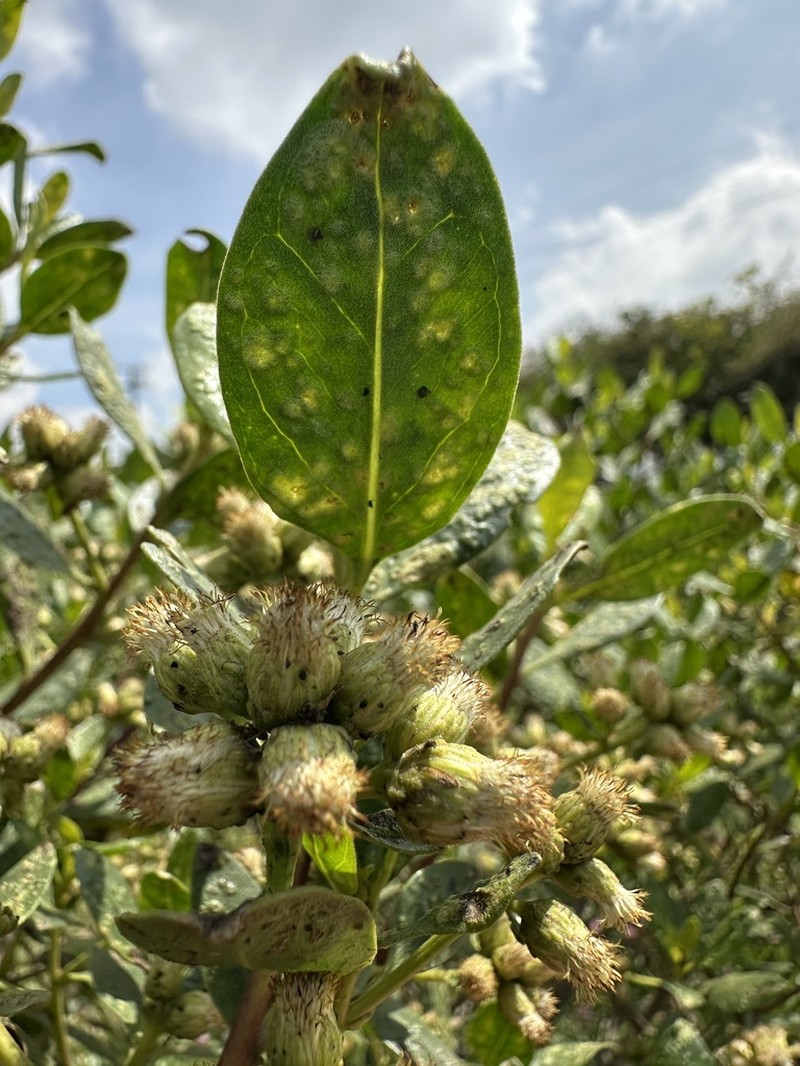 Baccharis macrantha photo 6