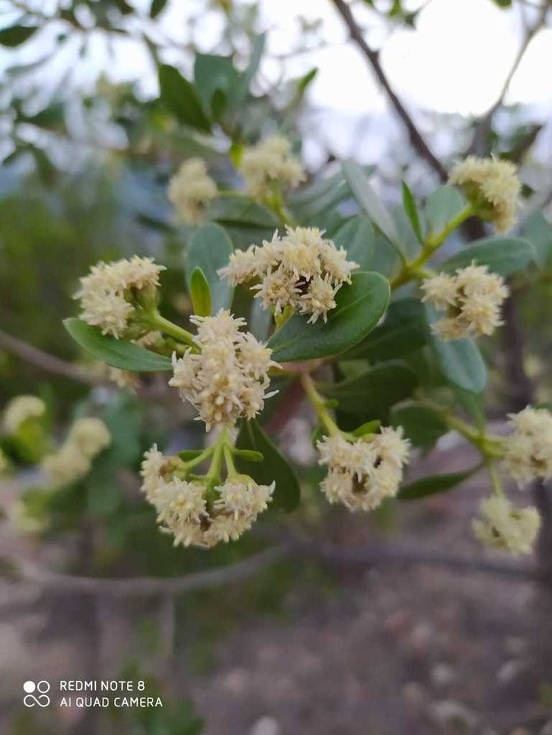 Baccharis macrantha photo 7
