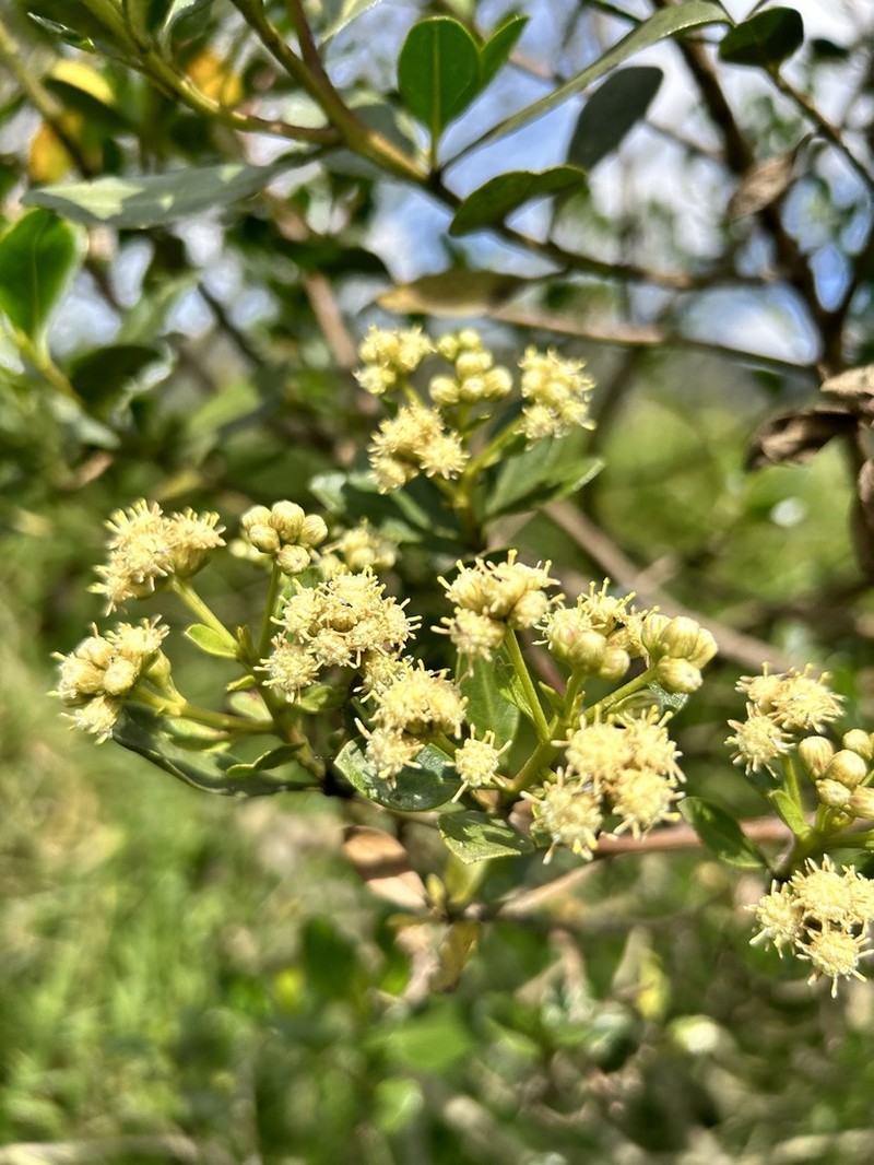 Baccharis macrantha photo 8