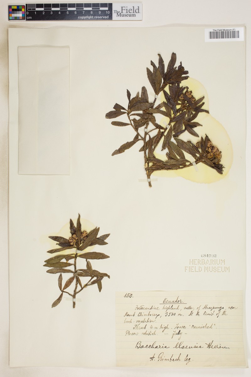 Baccharis macrantha subsp. lloensis