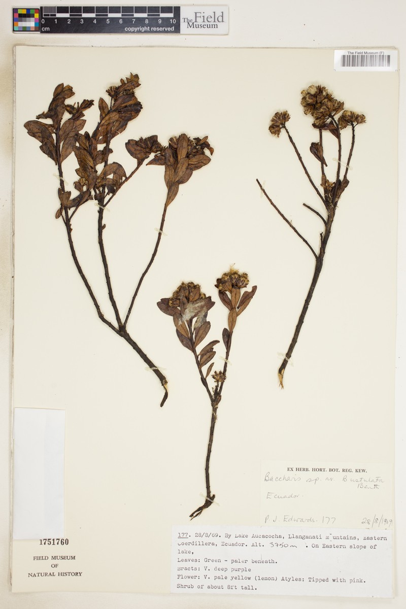 Baccharis macrantha subsp. macrantha