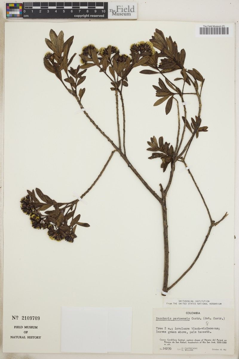 Baccharis macrantha subsp. macrantha photo 2