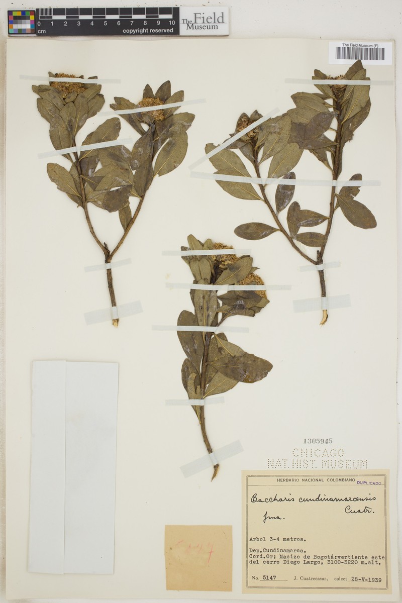 Baccharis macrantha subsp. macrantha photo 3