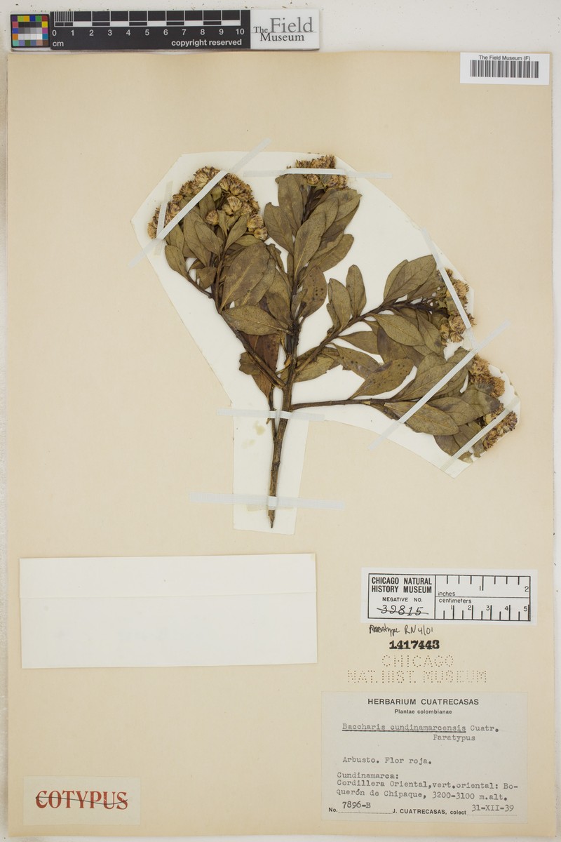 Baccharis macrantha subsp. macrantha photo 4