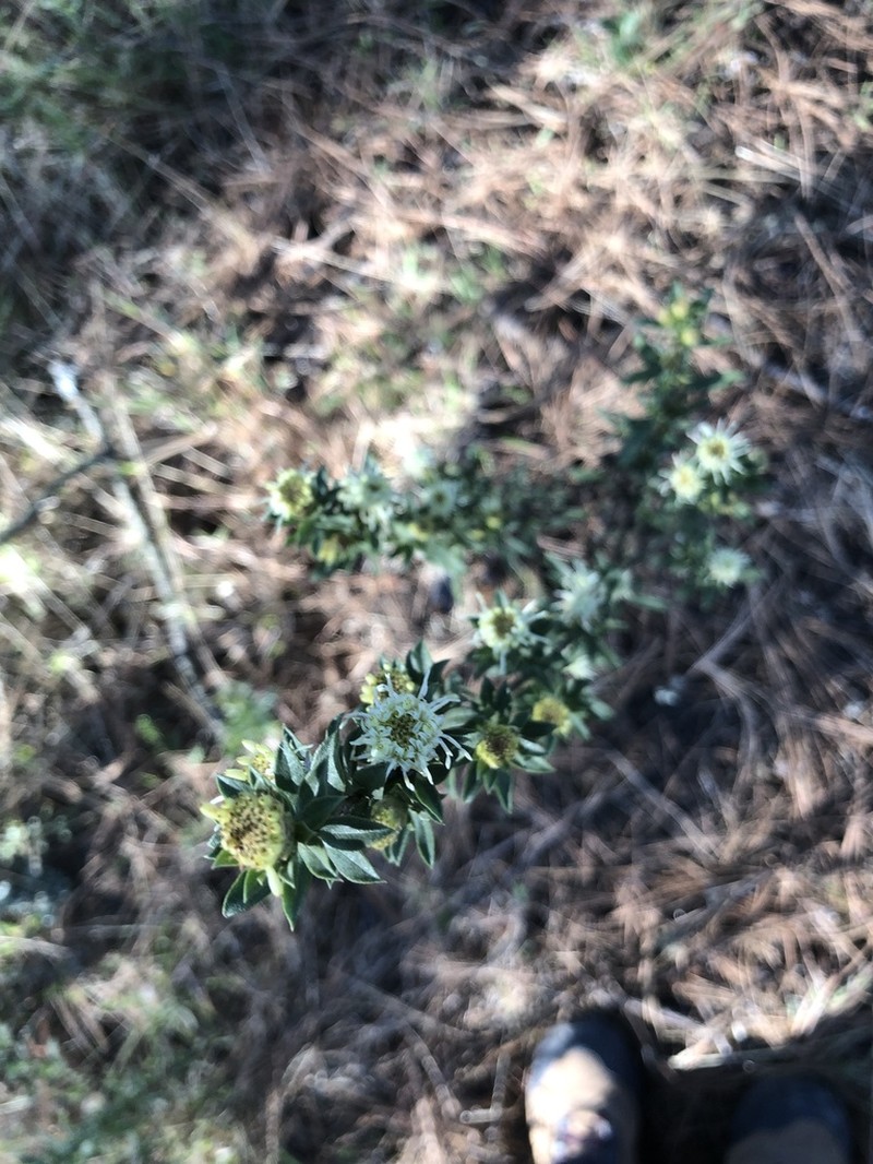 Baccharis macrocephala