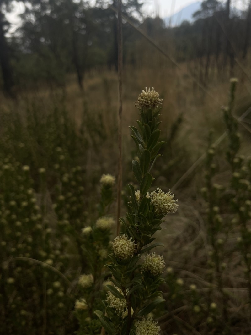Baccharis macrocephala photo 4