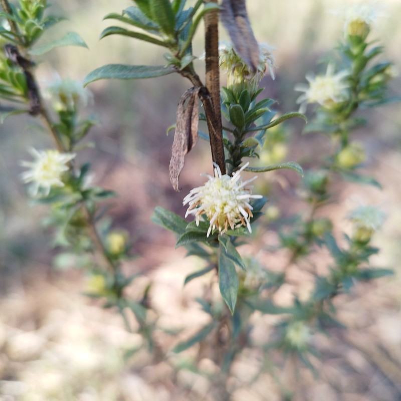 Baccharis macrocephala photo 5