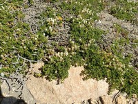 Baccharis magellanica