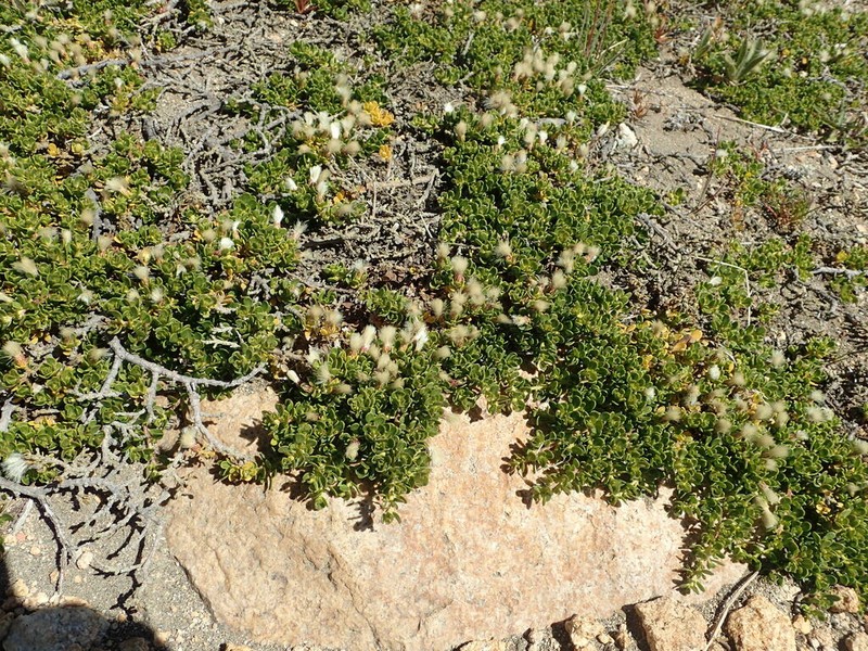 Baccharis magellanica