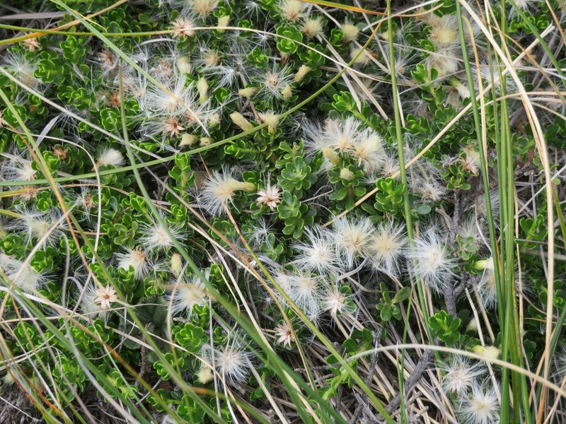Baccharis magellanica photo 2