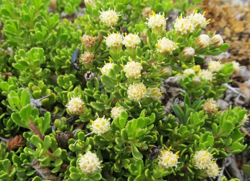 Baccharis magellanica photo 3