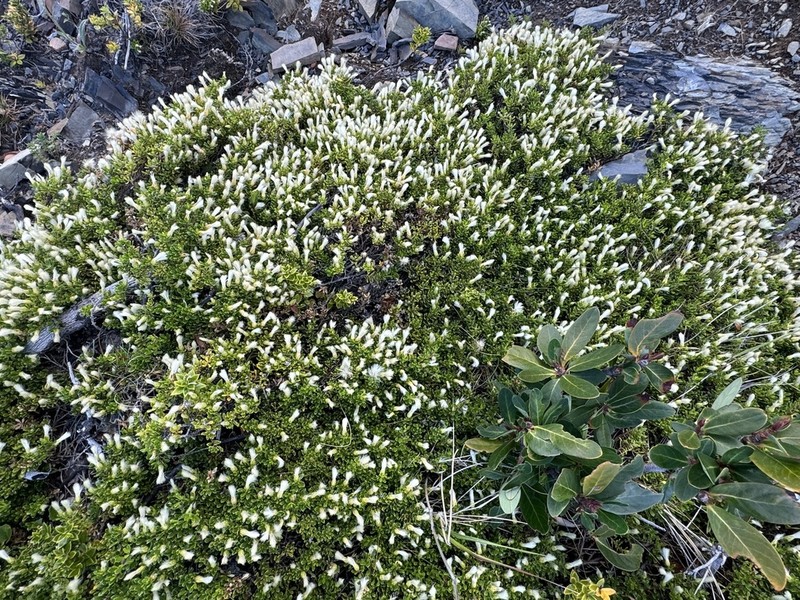 Baccharis magellanica photo 4