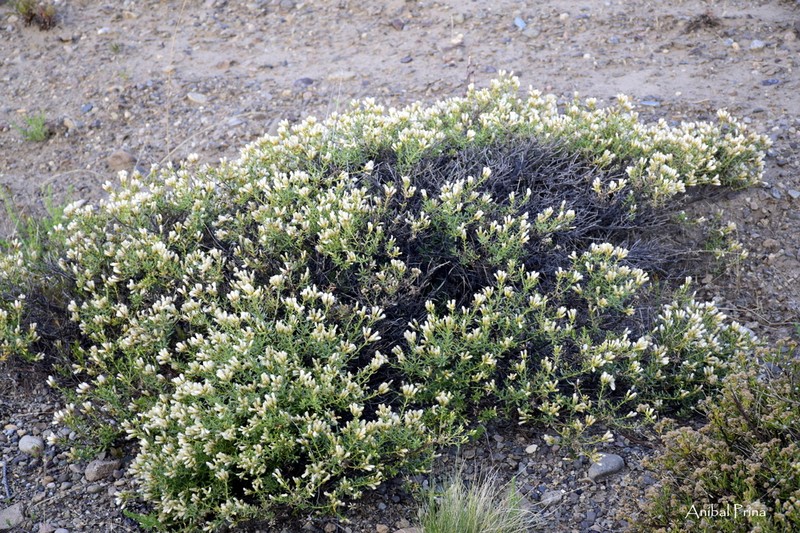 Baccharis magellanica photo 5