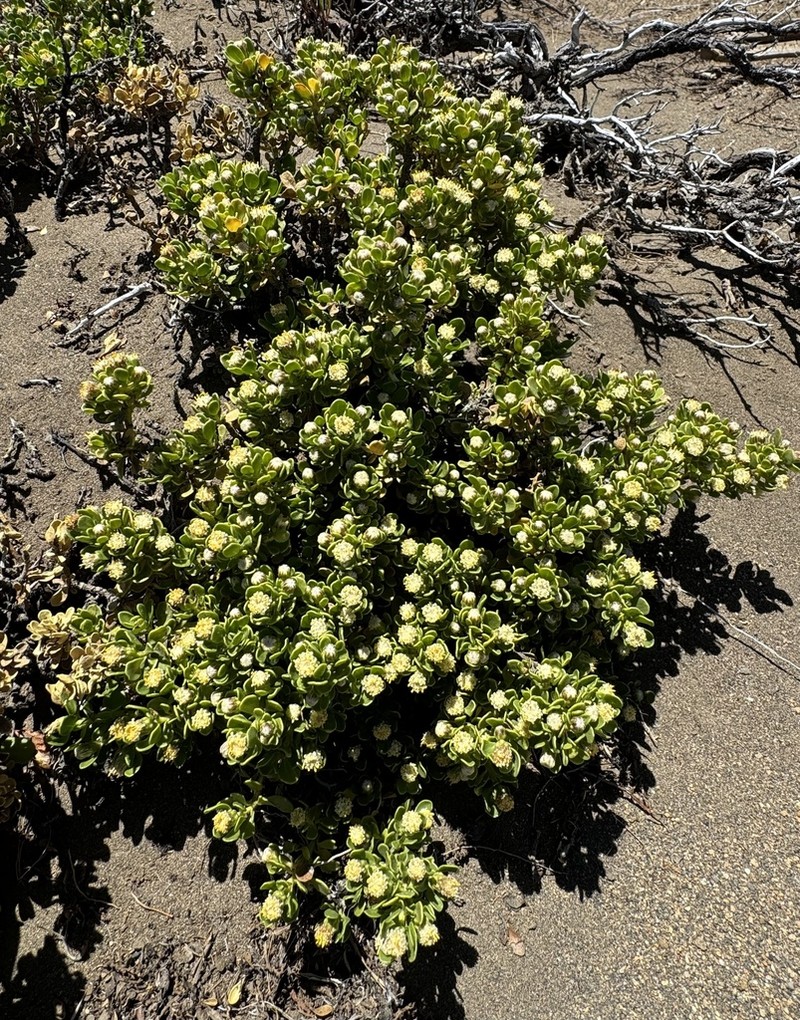 Baccharis magellanica photo 6