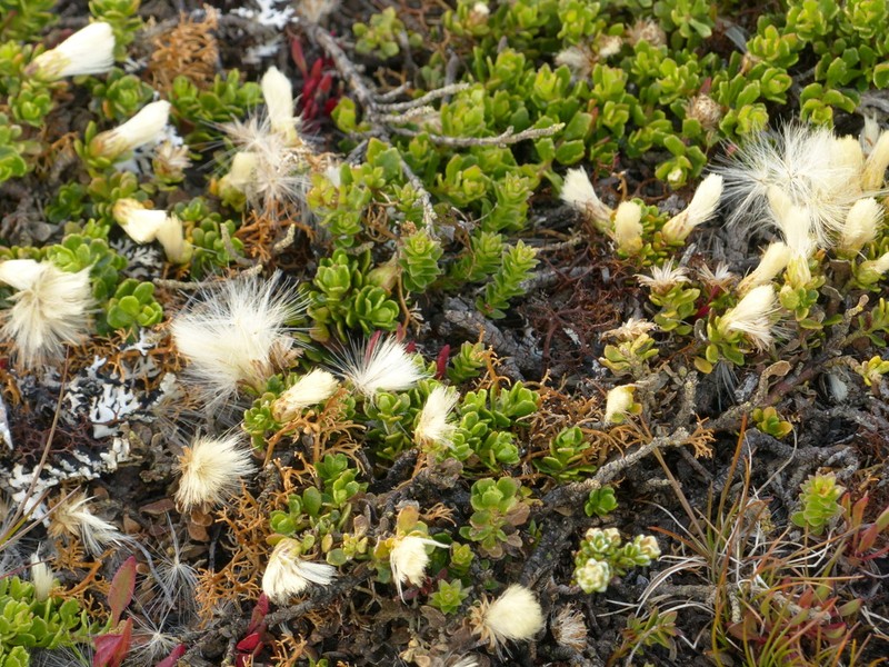 Baccharis magellanica photo 7