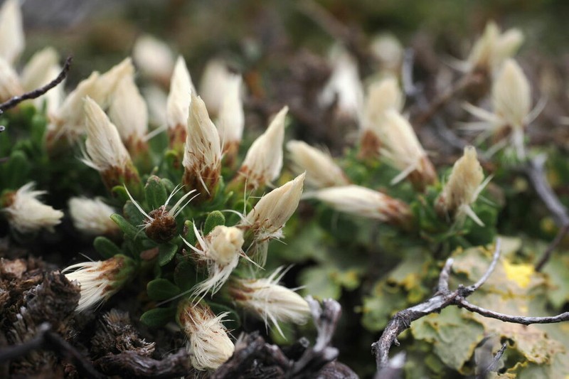 Baccharis magellanica photo 8