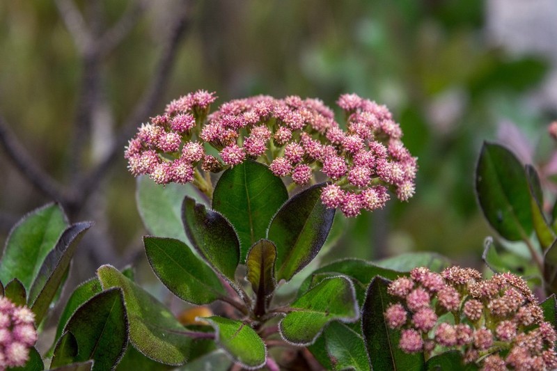 Baccharis magnifica