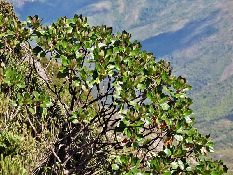 Baccharis magnifica photo 2