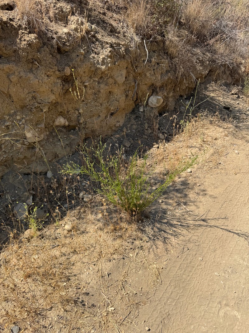 Malibu Baccharis photo 2