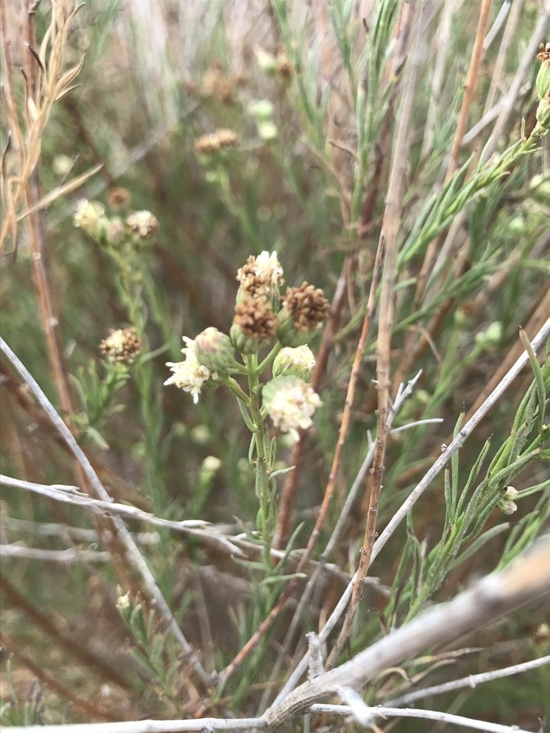 Malibu Baccharis photo 3