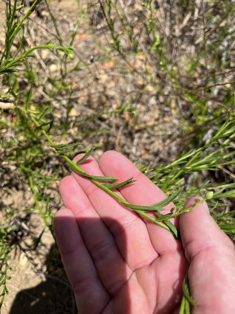 Malibu Baccharis photo 4