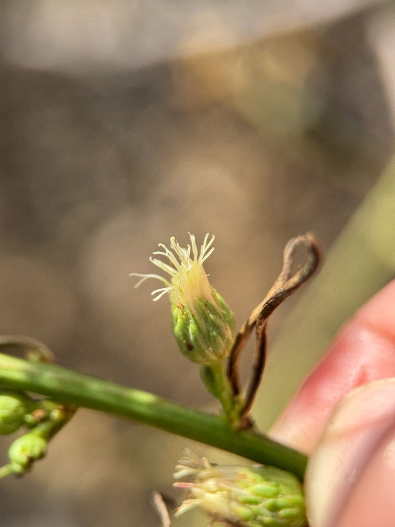 Malibu Baccharis photo 5