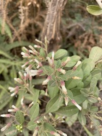 Baccharis malmei