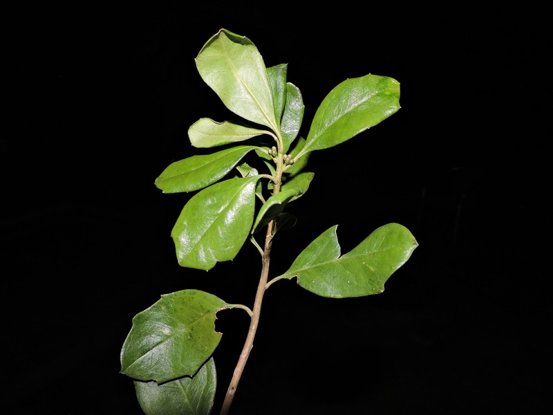 Baccharis malmei photo 2