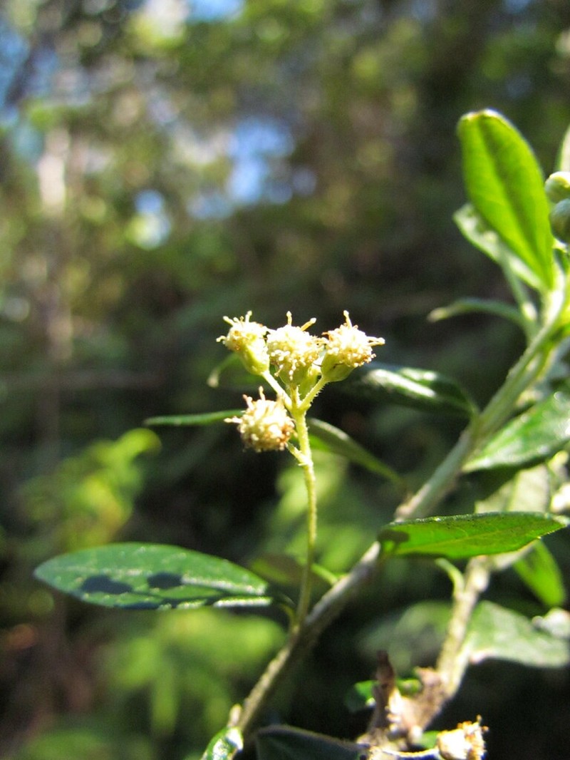Baccharis malmei photo 3