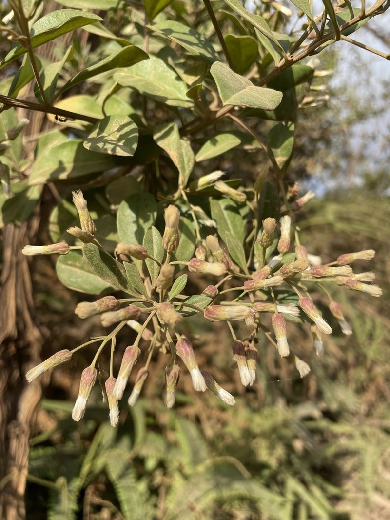 Baccharis malmei photo 4