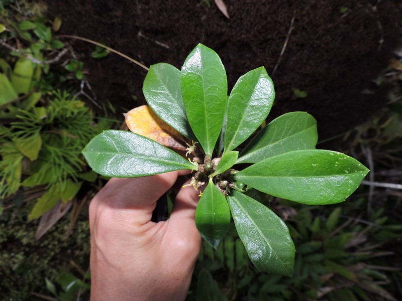 Baccharis malmei photo 6