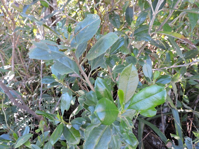 Baccharis malmei photo 7